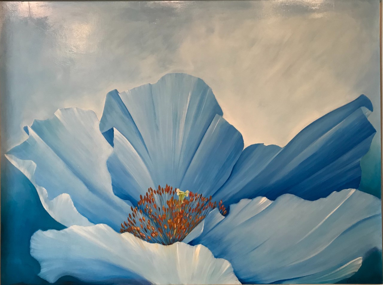 Himalayan Blue Poppy