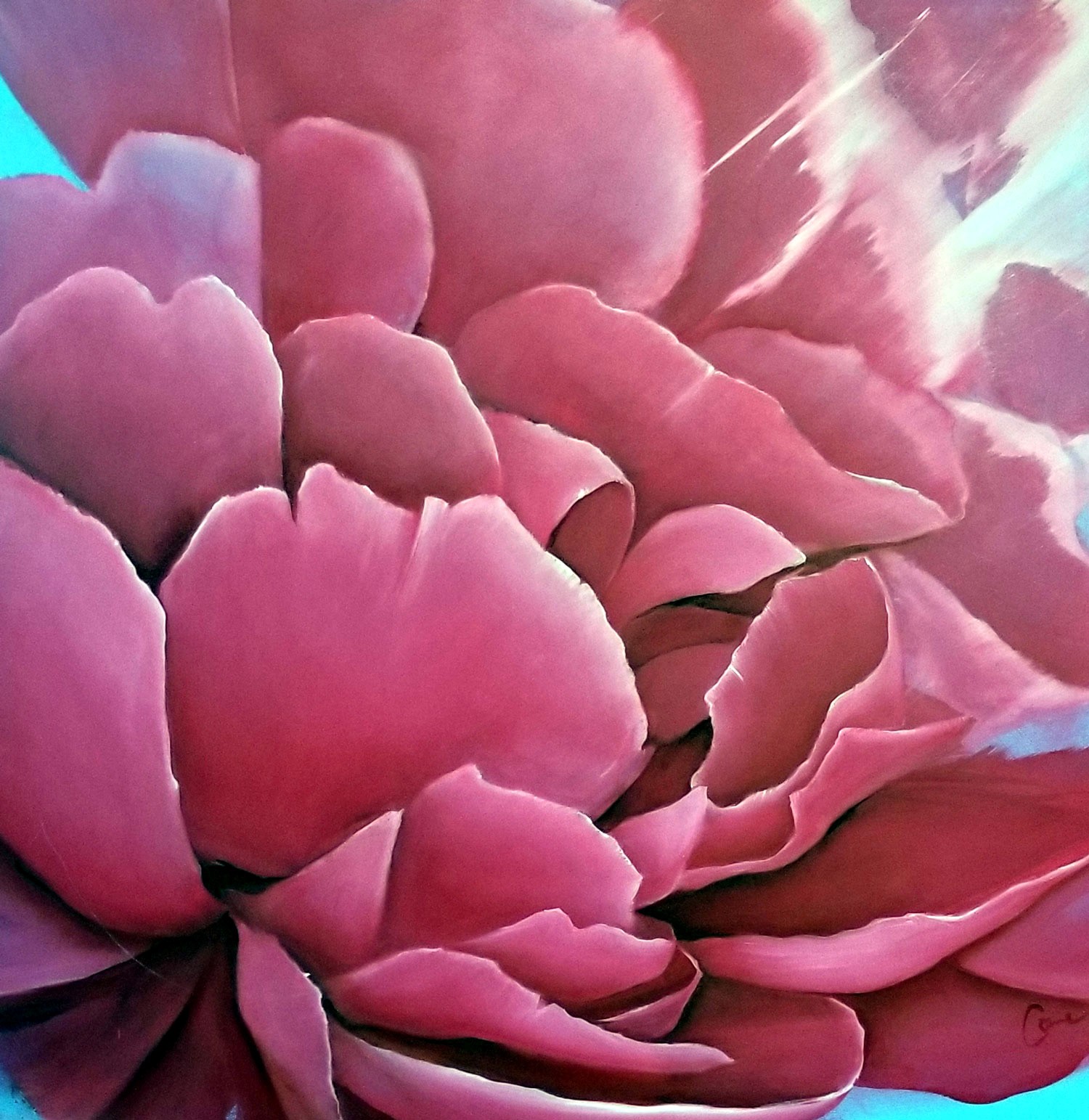 PINK PEONY.   Oil on board.  3’ X 3’