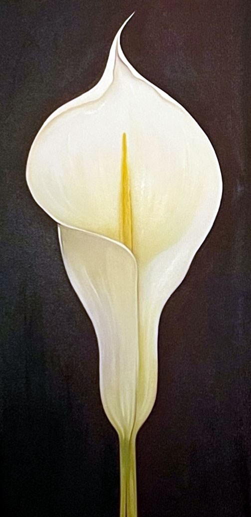 Calla Lilly